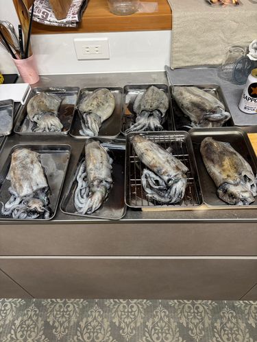 コウイカの釣果