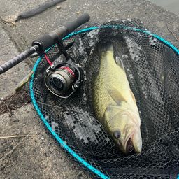 ラージマウスバス