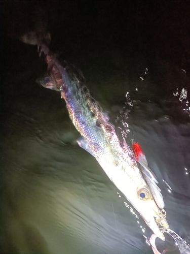 カマスの釣果