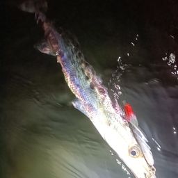カマス