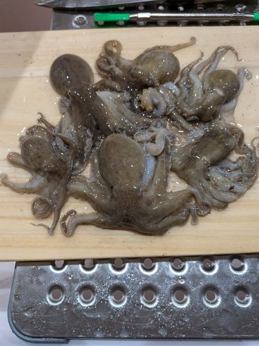 イイダコの釣果
