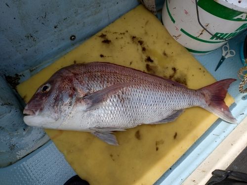 マダイの釣果