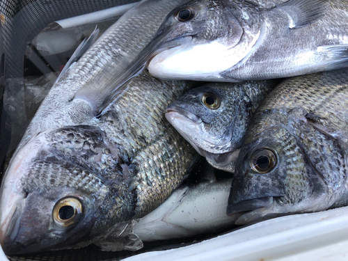 チヌの釣果