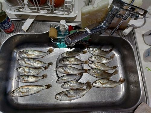 イシモチの釣果