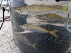 アジの釣果