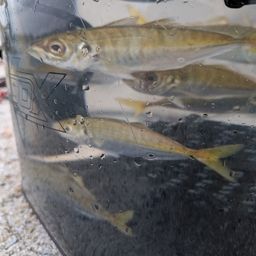 アジ