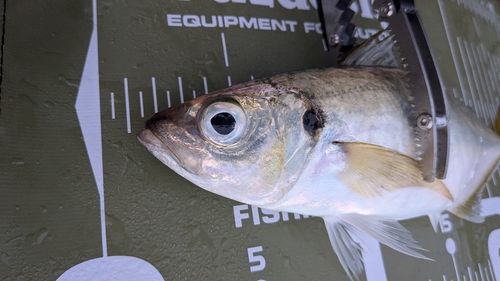 マアジの釣果