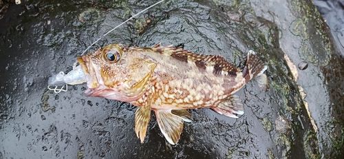 アラカブの釣果