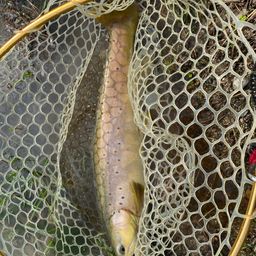 ブラウントラウト