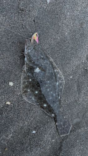 ソゲの釣果