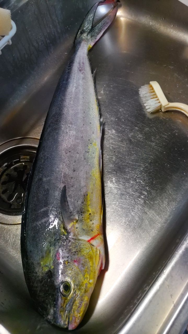 シイラ
