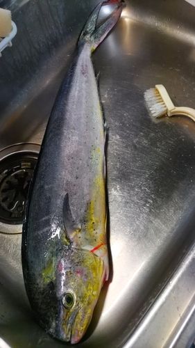シイラの釣果