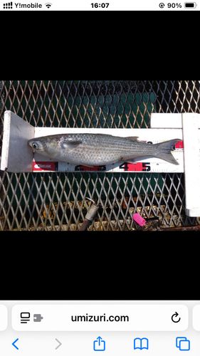 ボラの釣果