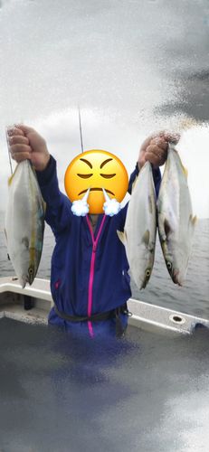 ハマチの釣果