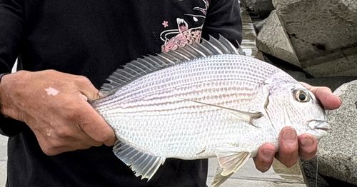 ヘダイの釣果