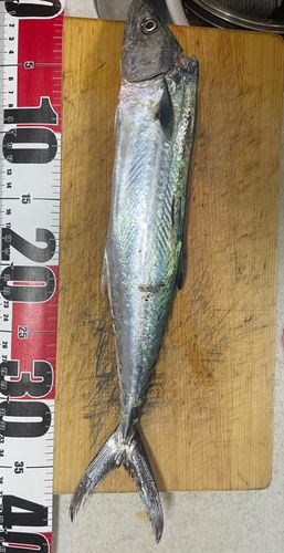 サゴシの釣果