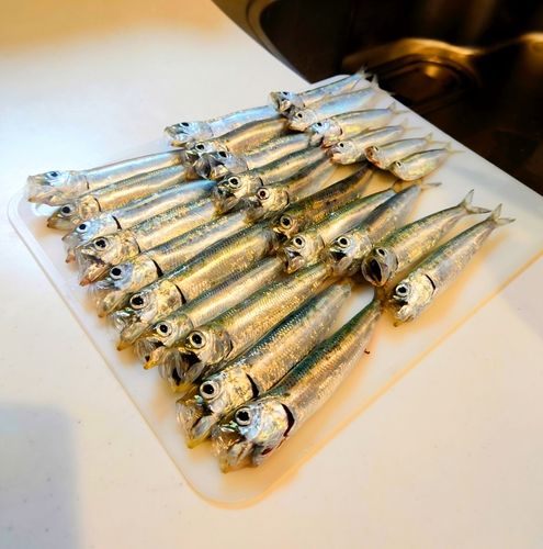 イワシの釣果