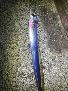 タチウオの釣果