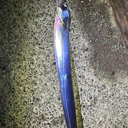 タチウオ