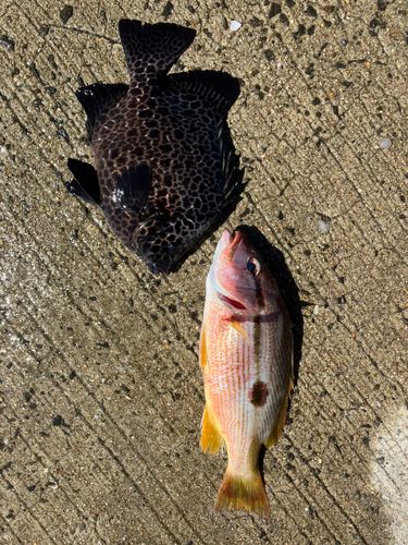 イシガキダイの釣果