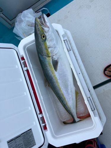 ブリの釣果