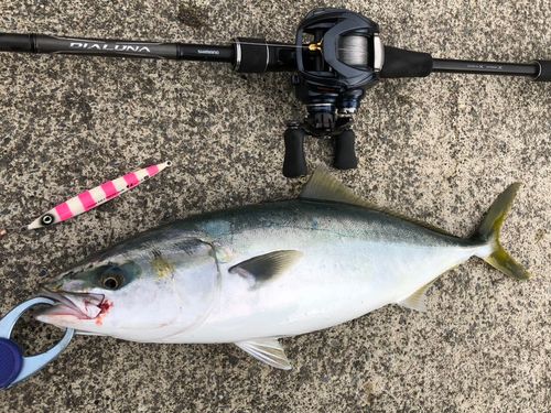 イナダの釣果