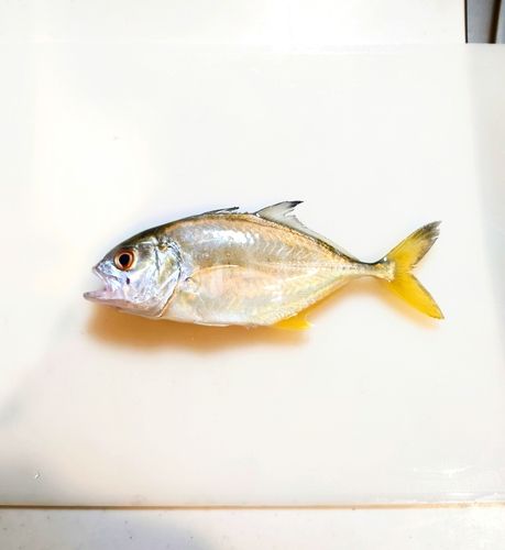 駿河湾