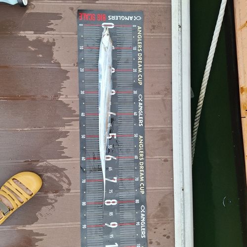 タチウオの釣果