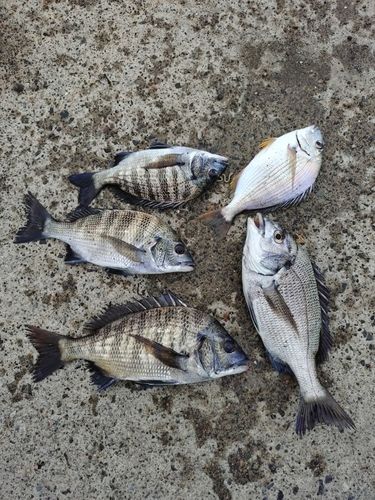 表浜名湖