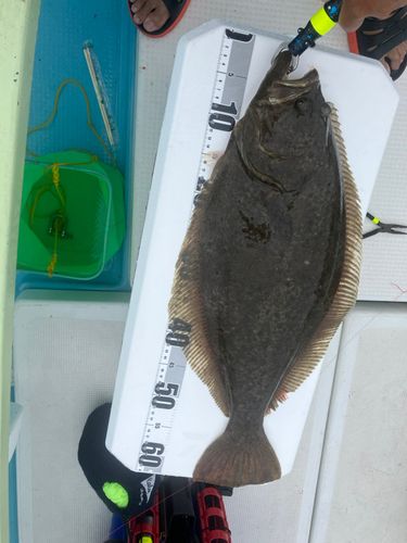 ヒラメの釣果