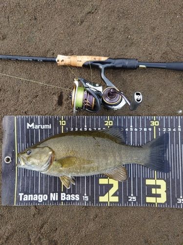 スモールマウスバスの釣果