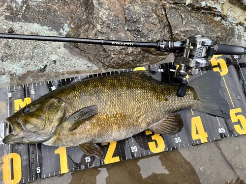 スモールマウスバスの釣果