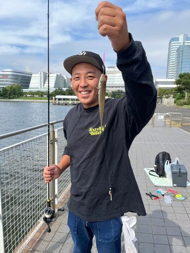 シロギスの釣果