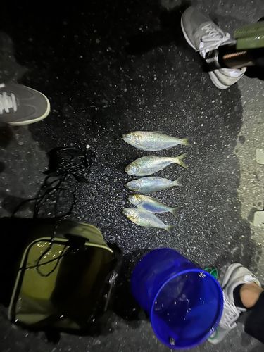 コノシロの釣果