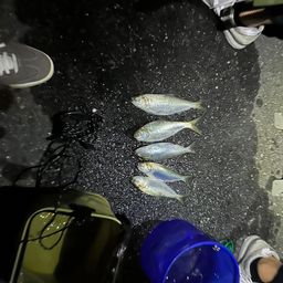 コノシロ