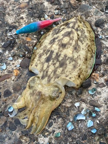 モンゴウイカの釣果