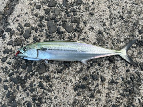 サゴシの釣果