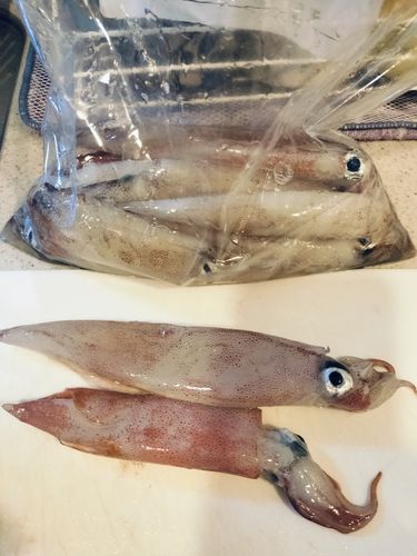 ヤリイカの釣果