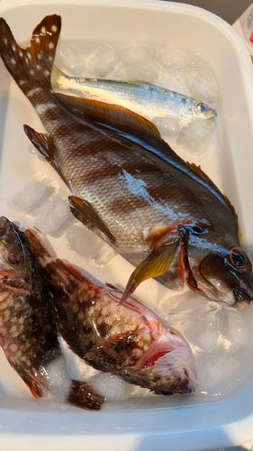 タカノハダイの釣果