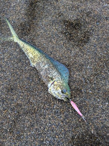 シイラの釣果