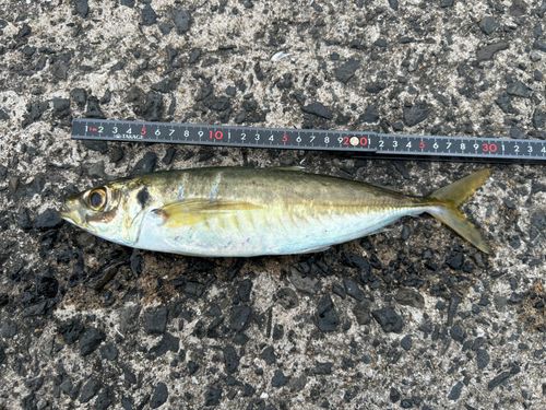 マルアジの釣果