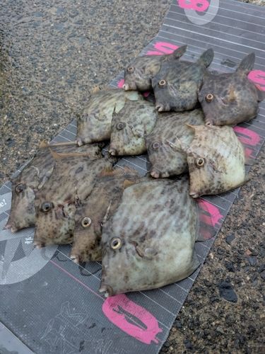 カワハギの釣果