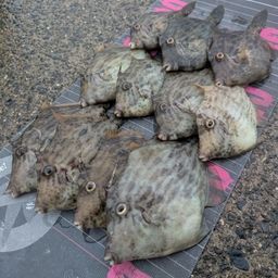 カワハギ