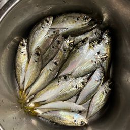 アジ