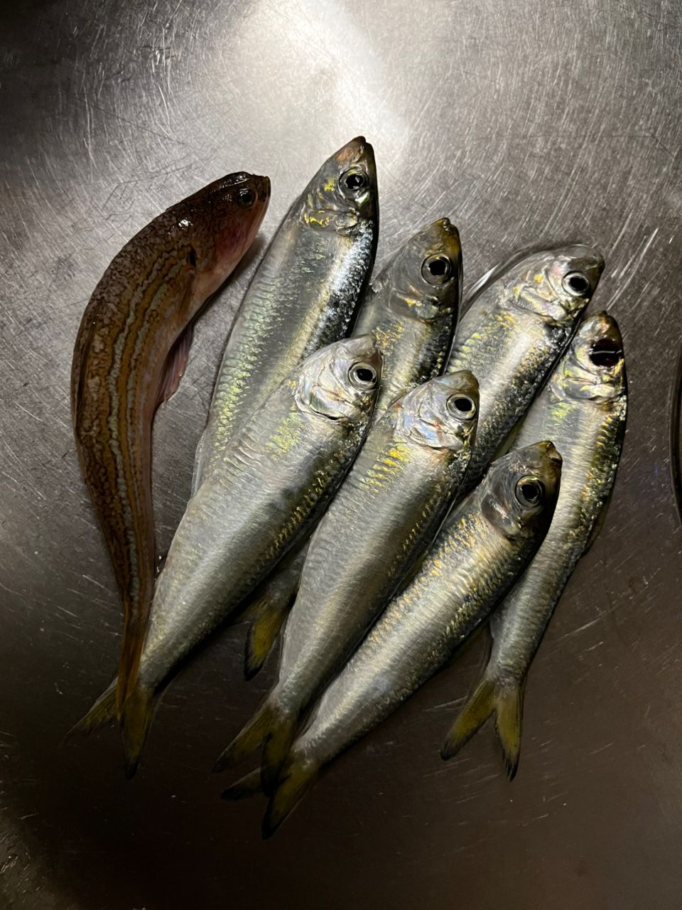 アジ