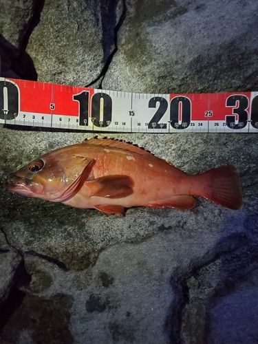 アカハタの釣果