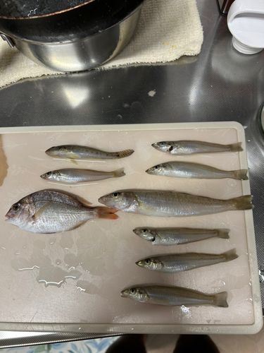 キスの釣果