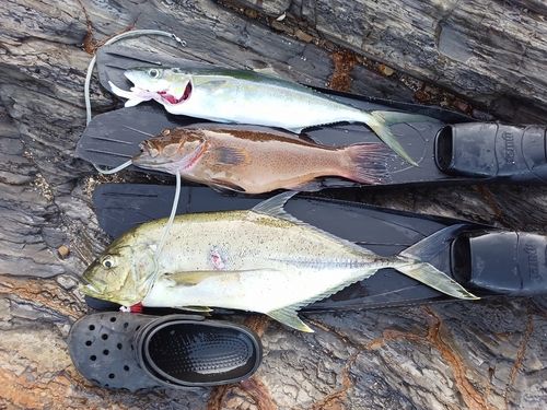 オニヒラアジの釣果
