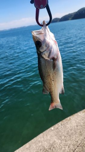 セイゴ（ヒラスズキ）の釣果