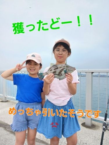 ウマヅラハギの釣果